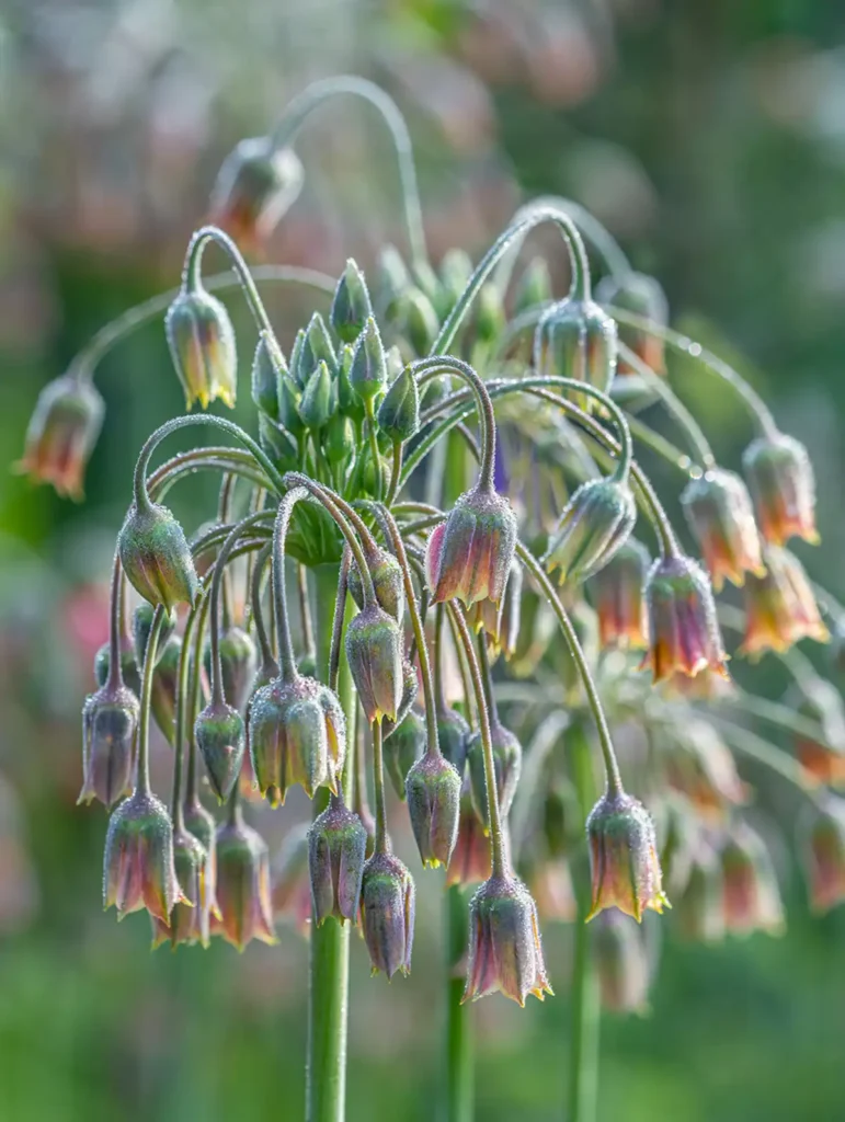 Nectaroscordum siculum at Bates Green Garden Photo John Glover