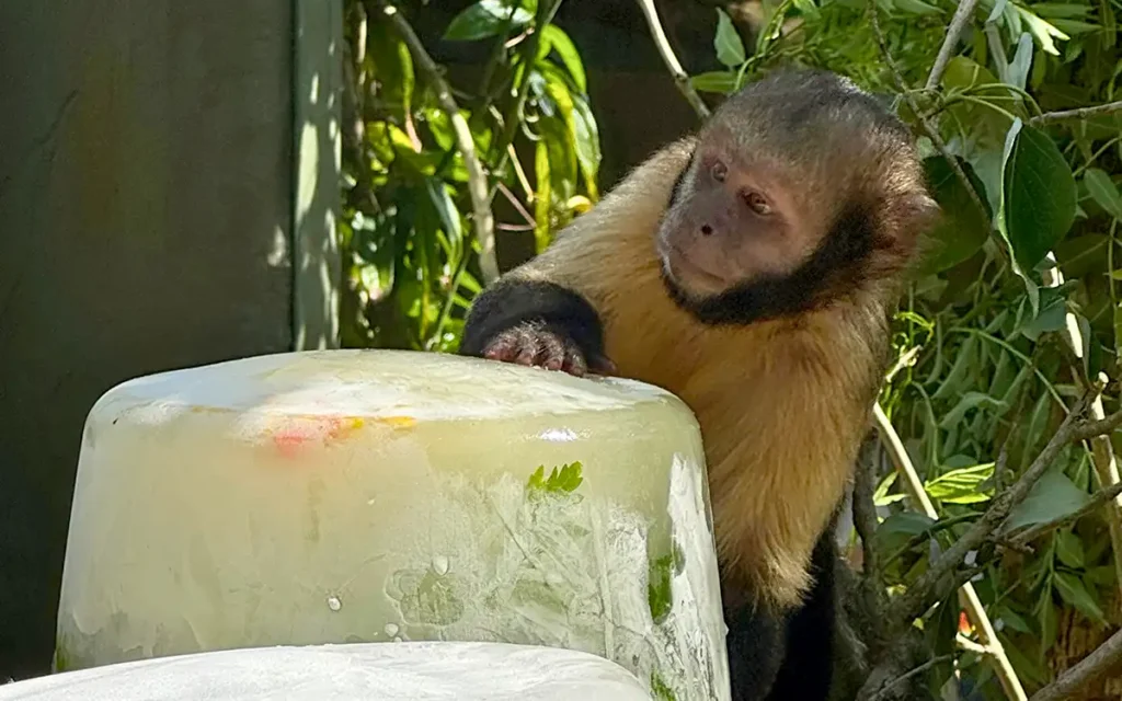 How Drusillas animals are beating the Sussex heat - Eastbourne News.