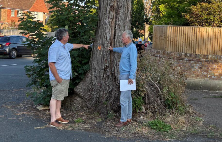 Fears over ‘dead and dangerous’ Eastbourne street trees - Eastbourne Newspaper