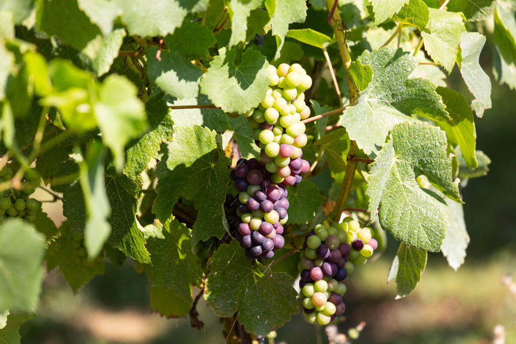 A lovely bunch of grapes promising a high-quality harvest for East Sussex's vineyard